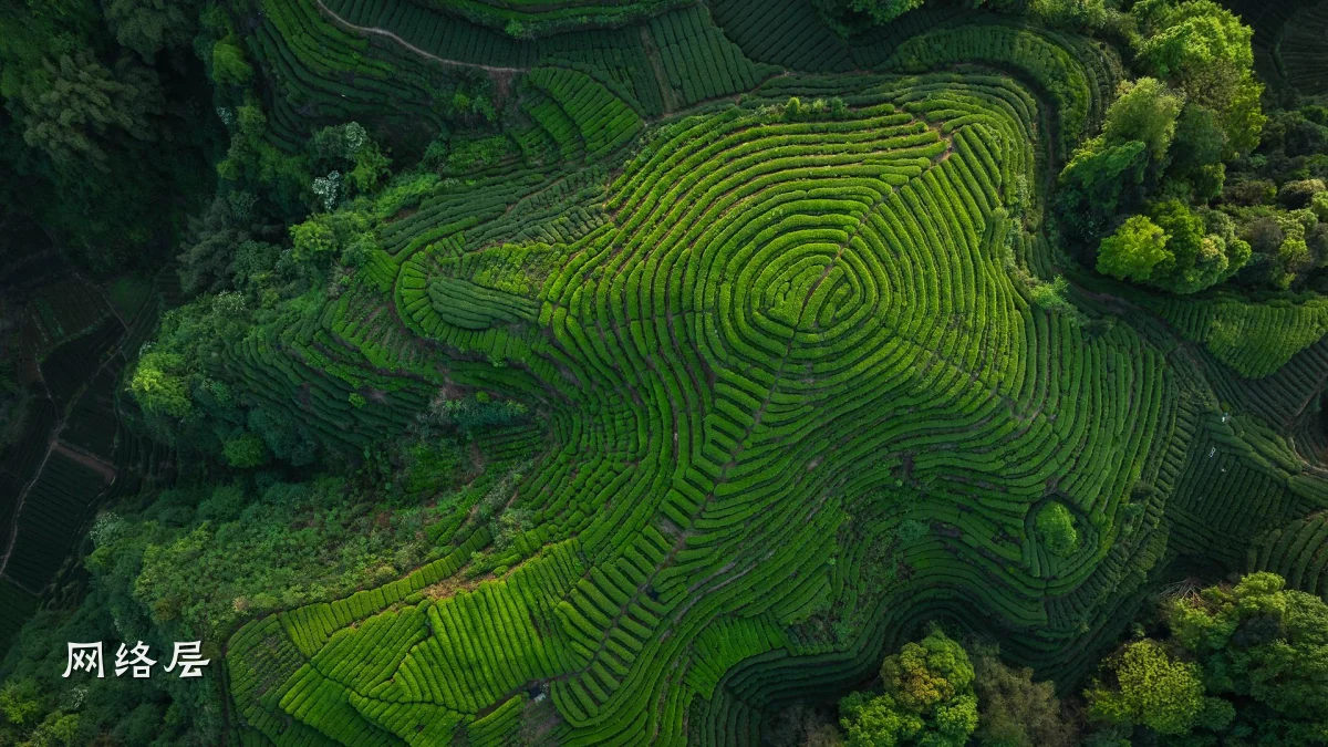 网络层