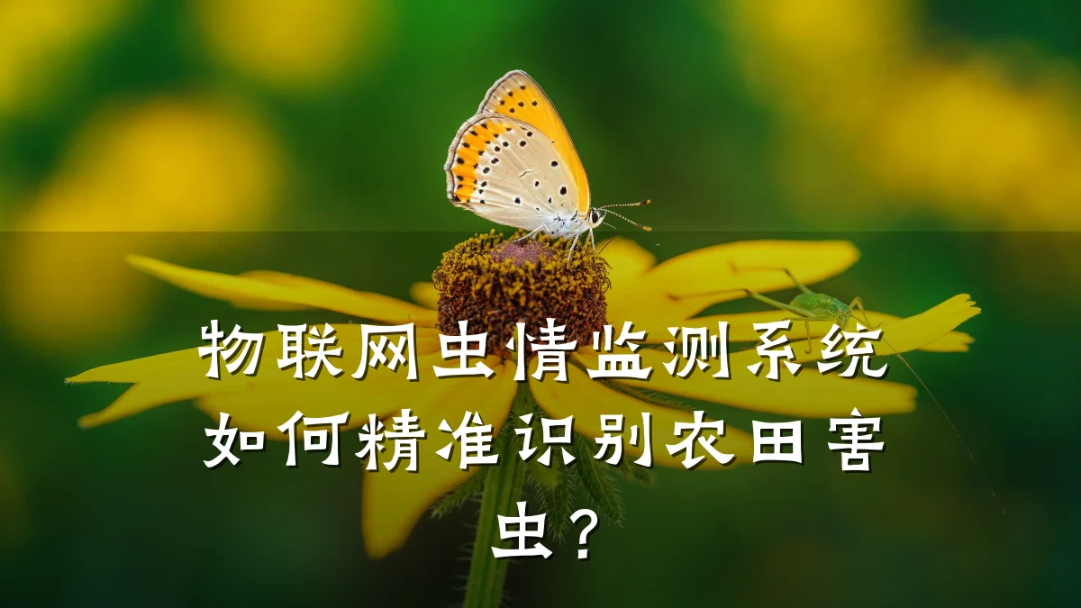 物联网虫情监测系统如何精准识别农田害虫？